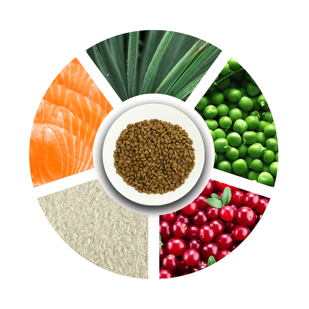 ProChoice Pro 34 Hypoallergenic Salmon & Rice Adult Cat Dry Food 2kg - Image 4